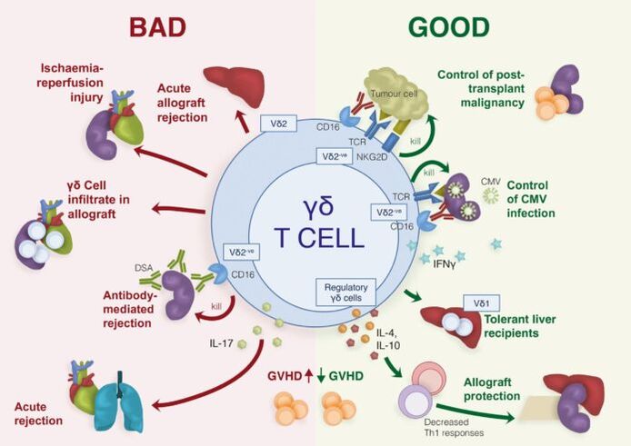 Fonctions positives et négatives des cellules T immunitaires γδ.