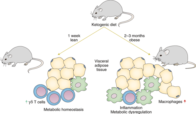 Suivre un régime cétogène entraîne une diminution des lymphocytes T gamma delta immunitaires et une augmentation du nombre de macrophages dans le tissu adipeux.